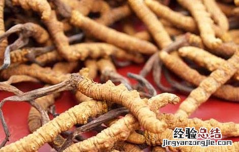 冬虫夏草是虫还是草 冬虫夏草是虫还是草蚂蚁森林