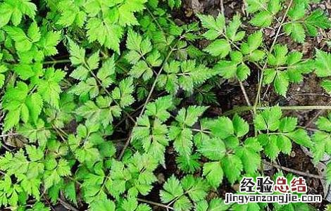川芎高产种植技术 川芎的种植技术