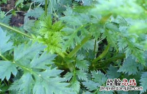 川芎高产种植技术 川芎的种植技术