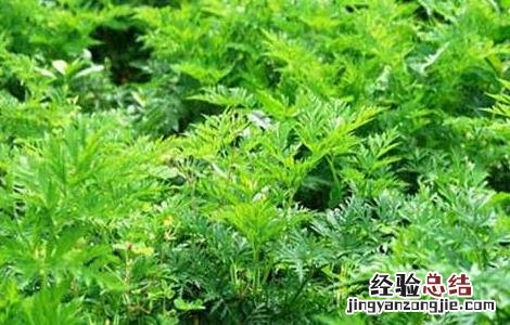 川芎高产种植技术 川芎的种植技术