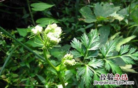 川芎高产种植技术 川芎的种植技术