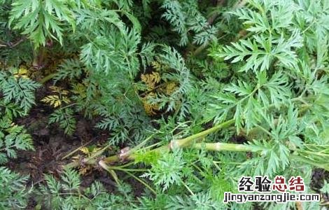 川芎高产种植技术 川芎的种植技术
