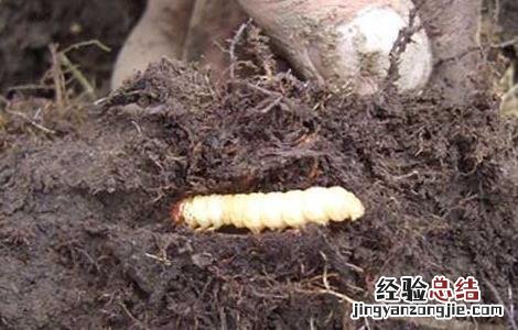 冬虫夏草怎么形成的 冬虫夏草怎么形成的过程
