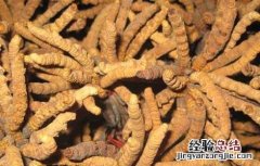 冬虫夏草怎么形成的 冬虫夏草怎么形成的过程