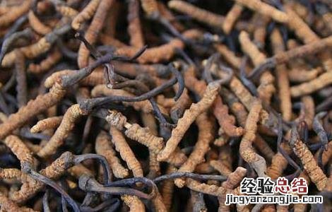 冬虫夏草怎么形成的 冬虫夏草怎么形成的过程