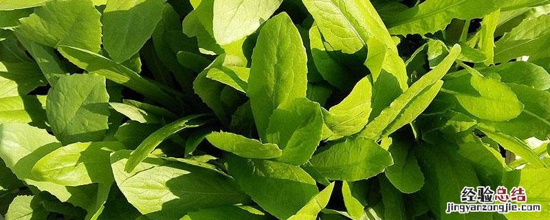 油麦菜会生虫吗 油麦菜为什么不生虫