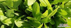 油麦菜会生虫吗 油麦菜为什么不生虫