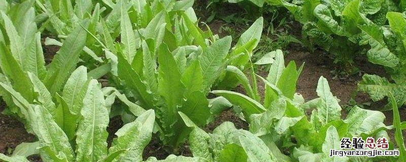 油麦菜需要什么肥料 种植油麦菜要施什么肥