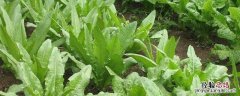油麦菜需要什么肥料 种植油麦菜要施什么肥