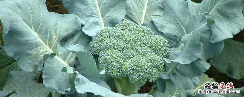 花椰菜与西兰花有什么区别 花椰菜是西兰花吗