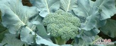 花椰菜与西兰花有什么区别 花椰菜是西兰花吗