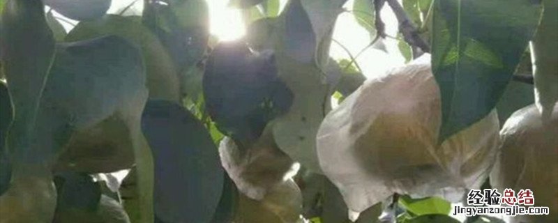 玉露香梨产地哪里 玉露香梨品种怎样