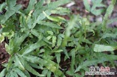 凤尾草的功效与作用及禁忌有哪些图片 凤尾草的功效与作用及禁忌有哪些
