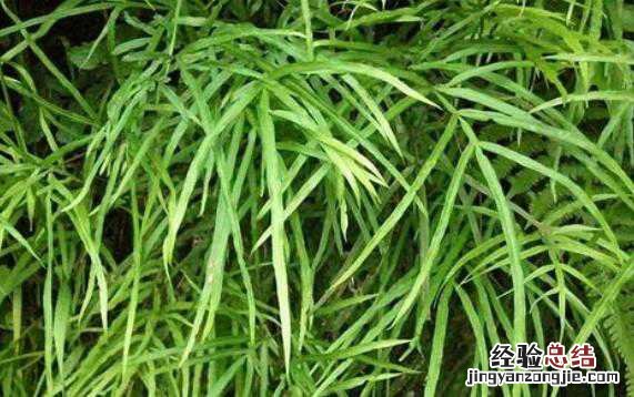 凤尾草的功效与作用及禁忌有哪些图片 凤尾草的功效与作用及禁忌有哪些