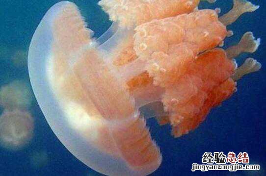 海蜇和水母的区别视频 海蜇和水母的区别