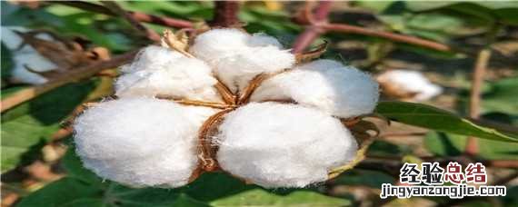 棉花栽培技术要点 棉花栽培管理技术要点