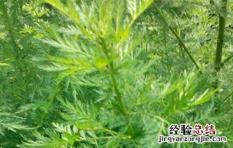 青蒿种子怎么种植 白蒿种子怎么种