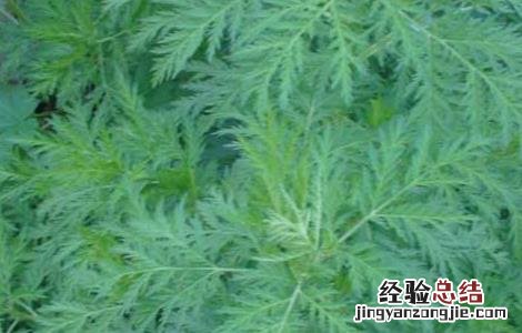 青蒿种子怎么种植 白蒿种子怎么种