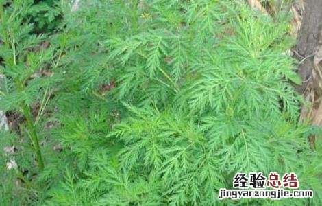 青蒿种子怎么种植 白蒿种子怎么种