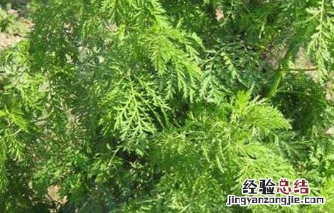 青蒿种子怎么种植 白蒿种子怎么种