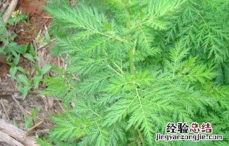 青蒿种子怎么种植 白蒿种子怎么种