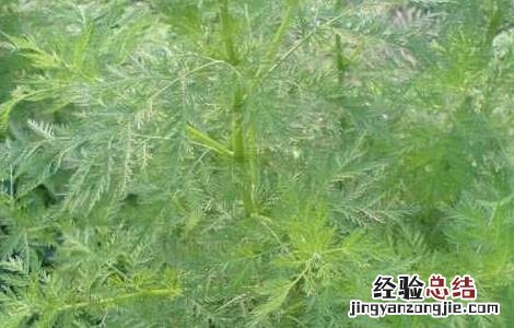 青蒿种子怎么种植 白蒿种子怎么种
