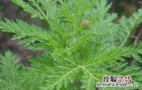 青蒿种子怎么种植 白蒿种子怎么种