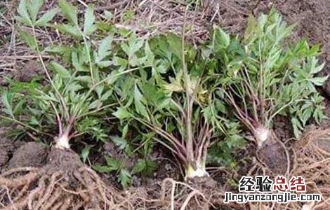 当归种子怎么种的 当归种子怎么种