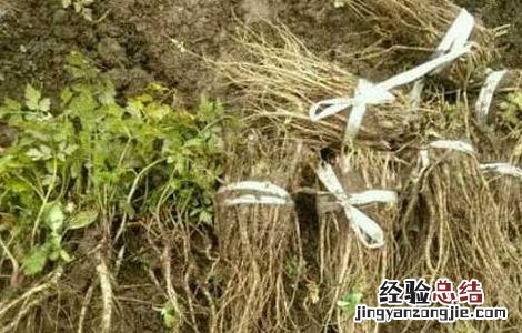 当归种子怎么种的 当归种子怎么种