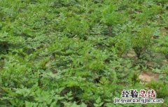 当归种子怎么种的 当归种子怎么种