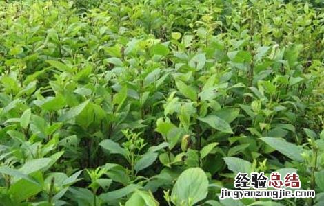 玄参的种植技术 玄参的种植技术和亩产效益