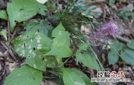 玄参的种植技术 玄参的种植技术和亩产效益