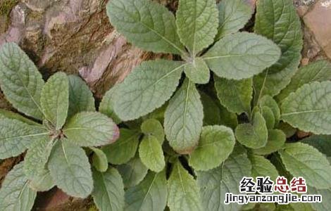 玄参的种植技术 玄参的种植技术和亩产效益