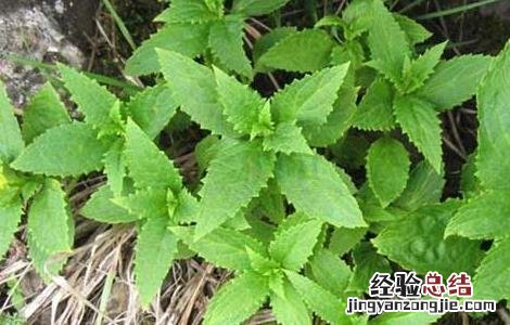 玄参的种植技术 玄参的种植技术和亩产效益