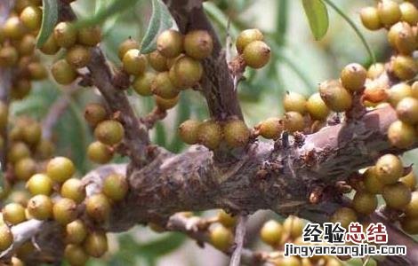 沙棘的种植技术 沙棘种植技术经济效益