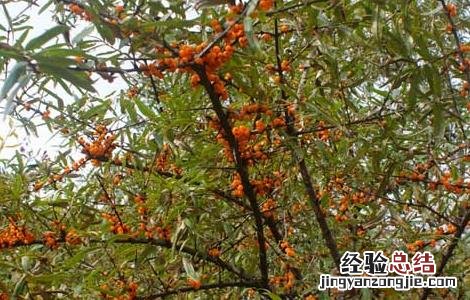 沙棘的种植技术 沙棘种植技术经济效益