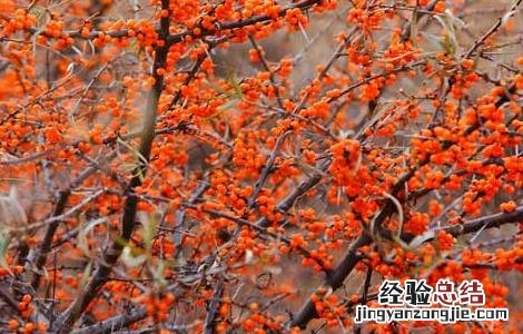 沙棘的种植技术 沙棘种植技术经济效益