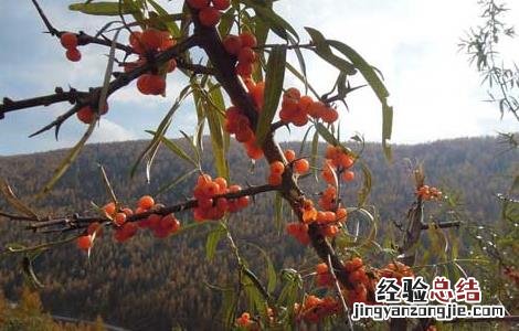 沙棘的种植技术 沙棘种植技术经济效益