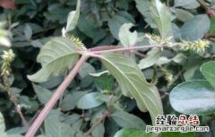 牛膝的种植技术与管理 牛膝的种植技术