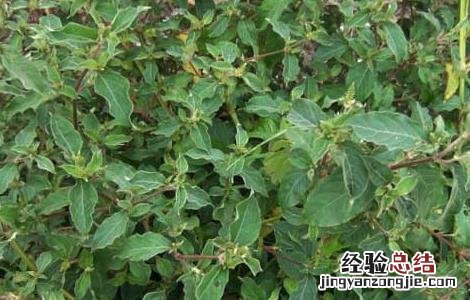牛膝的种植技术与管理 牛膝的种植技术