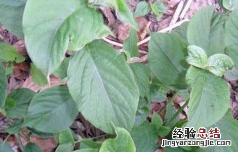 牛膝的种植技术与管理 牛膝的种植技术