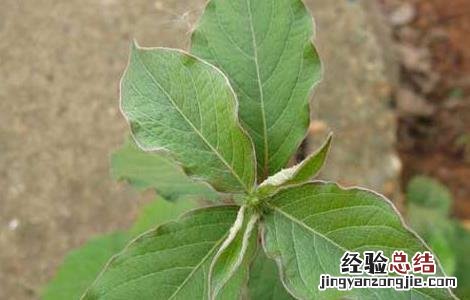 牛膝的种植技术与管理 牛膝的种植技术