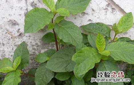 牛膝的种植技术与管理 牛膝的种植技术