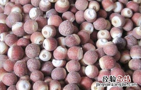 芡实哪里的最好 芡实哪里的最好?