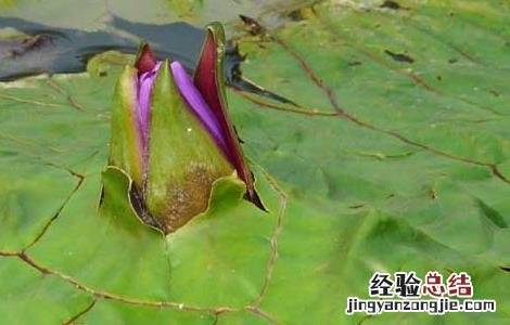 芡实的种植技术 芡实的种植技术方法视频