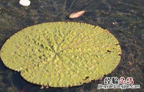 芡实的种植技术 芡实的种植技术方法视频