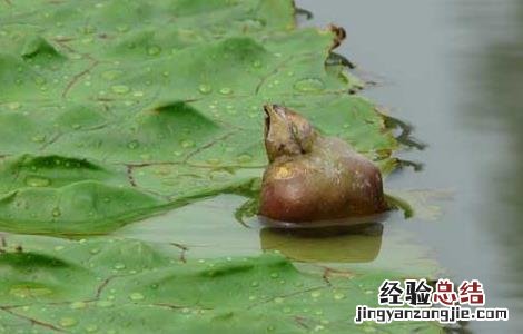 芡实的种植技术 芡实的种植技术方法视频