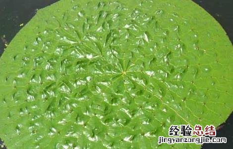 芡实的种植技术 芡实的种植技术方法视频