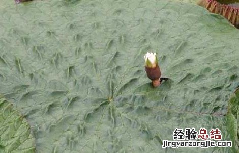 芡实的种植技术 芡实的种植技术方法视频