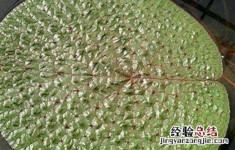 芡实的种植技术 芡实的种植技术方法视频